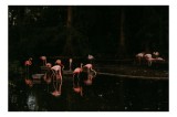 Tablou Canvas, "Flamingo roz &icirc;n lumina apusului", Flamingo, Noapte, Reflecție, Apă, Pădure, Serenitate, Roz, Natură, Liniște, Umbre, 39 x 26 cm, CMCLA