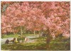 Bnk cp Bucuresti - Parcul Herastrau - necirculata, Printata
