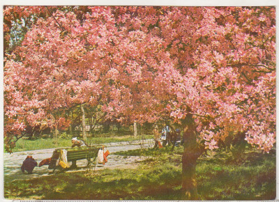 bnk cp Bucuresti - Parcul Herastrau - necirculata foto