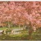 bnk cp Bucuresti - Parcul Herastrau - necirculata