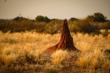 Tablou Canvas, "Turn de păm&acirc;nt &icirc;n savană arsă", Teritoriu, Arid, Răsărit, Natură, Savură, Izolare, Nisip, Căldură, 39 x 26 cm, CMCLASS