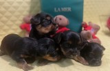 Yorkshire Terrier TeaCup Pedigree