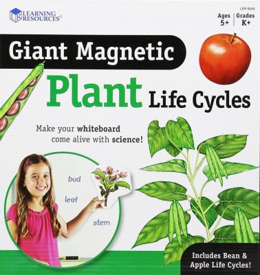 Ciclul vietii plantei - set magnetic foto