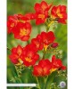 Pachet 15 Bulbi Freesia Red - Flori Parfumate de Primavara pentru Gradina, Usor de Plantat