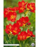 Pachet 15 Bulbi Freesia Red, Parfum Delicat, Flori Primavara. Plantare usoara, culori vibrante, gradina de vis!