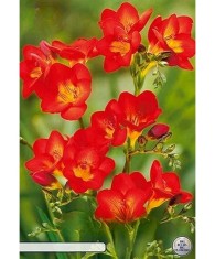 Pachet Freesia single Red x 15 Bulbi