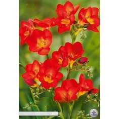 Pachet Freesia single Red x 15 Bulbi