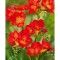 Pachet Freesia single Red x 15 Bulbi