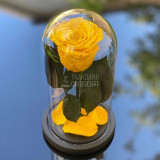 Cumpara ieftin Trandafir Criogenat galben &Oslash;6,5cm in cupola sticla 12x25cm