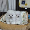 Pomeranian boo