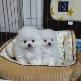 pomeranian boo
