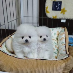 Pomeranian rasa pura