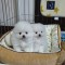 pomeranian boo