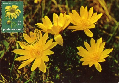 Romania, Adonis vernalis, carte maxima foto