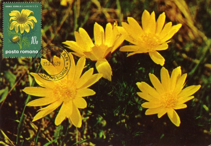 Romania, Adonis vernalis, carte maxima