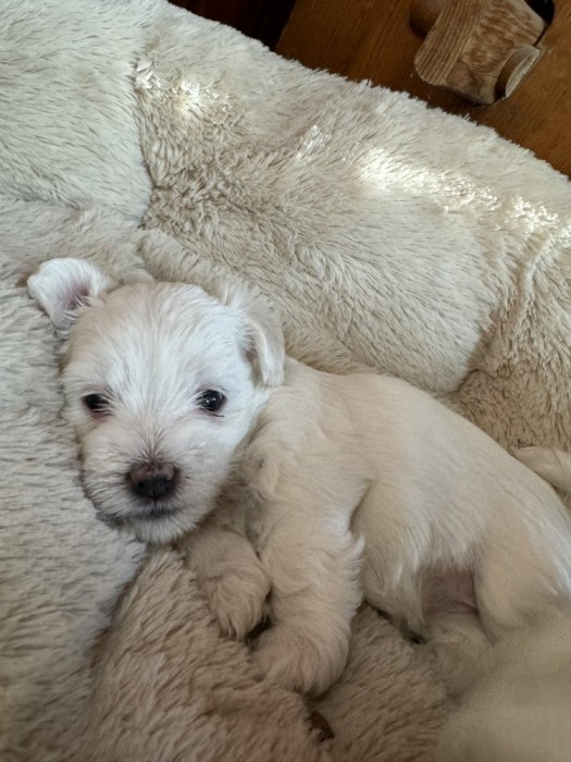 Fetita pui Bichon maltez de 8 saptamani