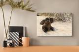 Tablou Canvas, "Leul de mare pe plajă liniștit", Focă, Plajă, Nisip, Vegetație, Blană, Ochi Curioși, &Icirc;notătoare, Natură, Relaxare, Habitat., 39 x 26 c