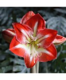 Cumpara ieftin Amaryllis, Hippeastrum Minerva, Rosu/Alb, 36/38,1 bulb, Oem