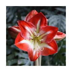 Amaryllis, Hippeastrum Minerva, Rosu/Alb, 36/38,1 bulb