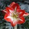 Amaryllis, Hippeastrum Minerva, Rosu/Alb, 36/38,1 bulb