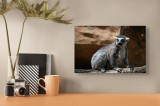 Tablou Canvas, "Lemurul curios &icirc;n lumina soarelui", Nu pot spune cine este &icirc;n imagine, dar pot descrie animalul: Lemur, Coadă, Lungi, Ochi, Galbeni, B