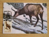 M5 - maxima - tematica fauna - animale 3 - prima zi a emisiunii sau expozitii, Romania de la 1950