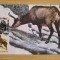 C12 - maxima Romania - tematica animale 3 - prima zi a emisiunii sau expozitii