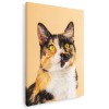 Tablou pisica uitandu-se in sus Tablou canvas pe panza CU RAMA 80x120 cm