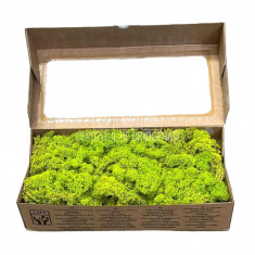 Licheni Decorativi Stabilizati 500gr - Verde Deschis (Verdissimo)