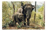 Tablou Canvas, "Elefanți plimb&acirc;ndu-se prin pădurea tropicală", Elefanți, Pădure, Timp, Natură, Arbori, Frunze, Libertate, Trunchiuri, Afectivitate, Mă