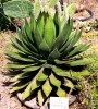 Agave ghiesbreghtii - 5 seminte pt semanat