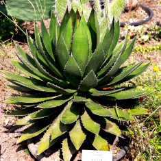 Agave ghiesbreghtii - 5 seminte pt semanat