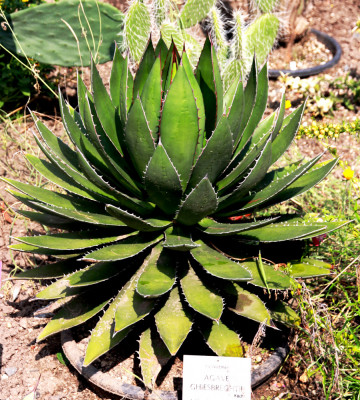 Agave ghiesbreghtii - 5 seminte pt semanat foto