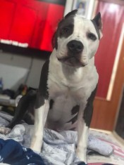 pui amstaff blue foto