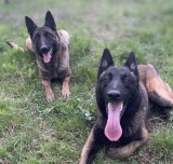 Pui Ciobanesc Belgian Malinois din Părinți cu Pedigree Tip A