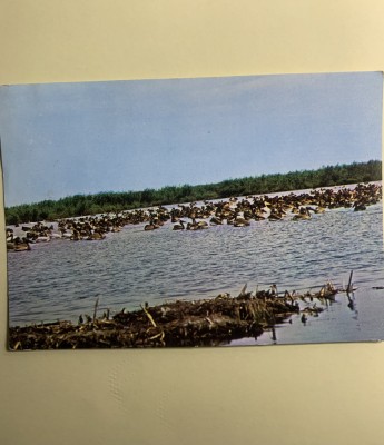 Carte poștală Delta Dunării foto