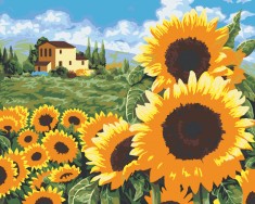 Set pictura pe numere Floarea Soarelui 1393, panza bumbac pe rama lemn, 60x80 cm, tablou cu schita, 3 pensule si vopsea acrilica foto