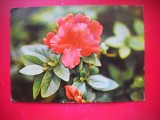 HOPCT 25231 FLORI - FELICITARE ANIVERSARA - - - CIRCULATA