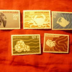 Serie Olanda 1967 - Fauna Marina, 5 valori