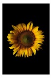 Tablou Canvas, "Floarea soarelui &icirc;n &icirc;ntuneric total", Floare, Soare, Galben, Luminozitate, Simetrie, Natură, Contrast, Petale, Frumusețe, Simplificare