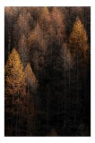 Tablou Canvas, "Toamna &icirc;ntunecată &icirc;n pădurea de conifere", Copaci, Toamnă, Lumină, Umbre, Pădure, Contrast, Frunziș, Armonie, Tablou, Natură, 26 x 39