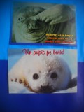 HOPCT LOT NR 466 FOCA-MAMIDERE POLARE -FAUNA-2 CARTI POSTALE-CIRCULATE