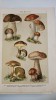 Rar ATLAS BOTANIC ILUSTRAT, Litografii color planse inserate si in text - Botanischer Bilder-Atlas 1911, 272 pag!