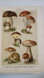 Cumpara ieftin Rar ATLAS BOTANIC ILUSTRAT, Litografii color planse inserate si in text - Botanischer Bilder-Atlas 1911, 272 pag!