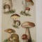 Rar ATLAS BOTANIC ILUSTRAT, Litografii color planse inserate si in text - Botanischer Bilder-Atlas 1911, 272 pag!