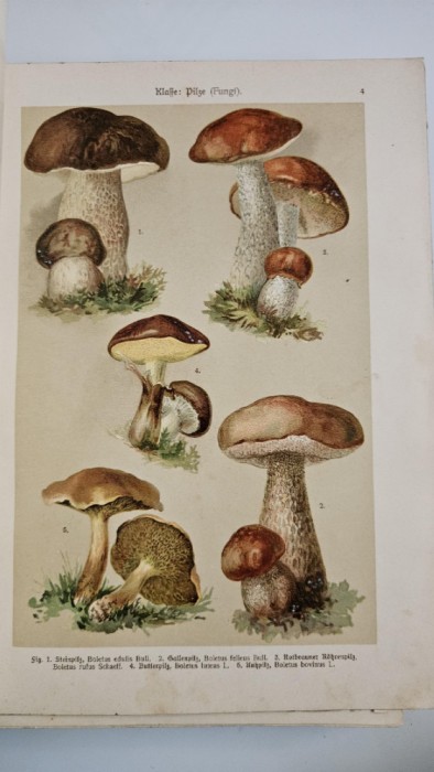 Rar ATLAS BOTANIC ILUSTRAT, Litografii color planse inserate si in text - Botanischer Bilder-Atlas 1911, 272 pag!