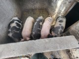 Porci de v&acirc;nzare