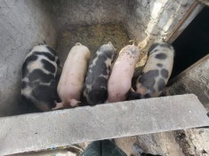 Porci de v&acirc;nzare