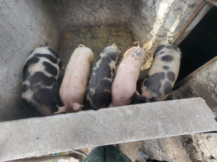 Porci de v&acirc;nzare