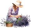 Sticker decorativ, Lavanda, Mov, 65 cm, 1339STK-1